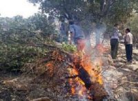 وقوع آتش سوزی وسیع در جنگل ها و مراتع گیلانغرب