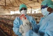 طرح ملی مراقبت فعال آنفلوانزای پرندگان در قزوین آغاز شد
