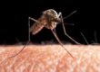مالاریا در ایران مهار شده است| کاهش موارد ابتلا به سل
