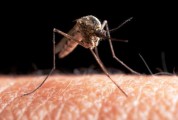 مالاریا در ایران مهار شده است| کاهش موارد ابتلا به سل