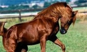 برگزاری مسابقات پرش اسب  اصیل ترکمن بمناسبت هفته پدافندغیرعامل در بجنورد