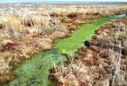 پساب تصفیه نشده عارضه زیست محیطی دریاچه ارومیه