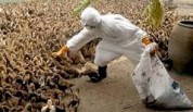 گسترش شیوع آنفلوانزای پرندگان به ۱۱ استان