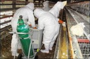 آنفلوآنزای فوق حاد پرندگان در یزد تحت کنترل است