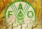 افت ۲میلیون تنی تولید گندم ایران در سال زراعی جاری