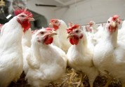 آنفلوآنزای مرغی در کشور کنترل شده است؟