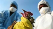افزایش احتمال شیوع آنفولانزای پرندگان با شروع سرما